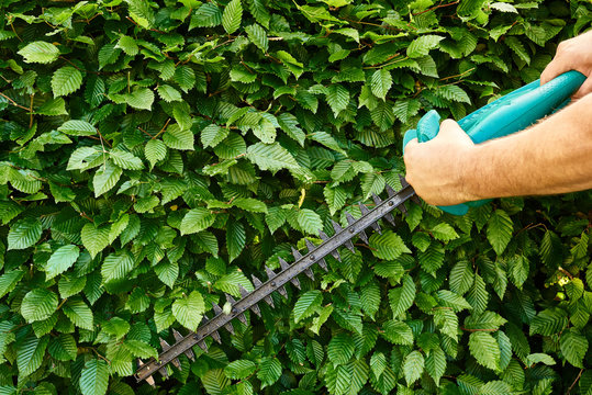 Hecke schneiden