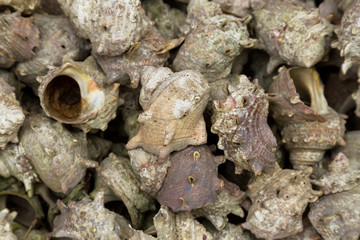 group of Japanese topshell (sazae) piled together background, vintage photo and film style