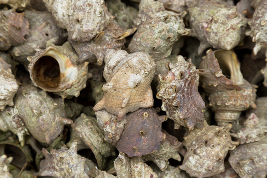 group of Japanese topshell (sazae) piled together background, vintage photo and film style