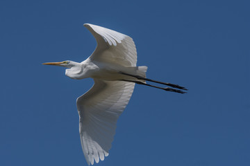 Great white Egret in flight in California