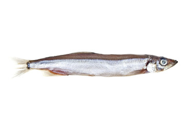 Capelin fish isolated on white background