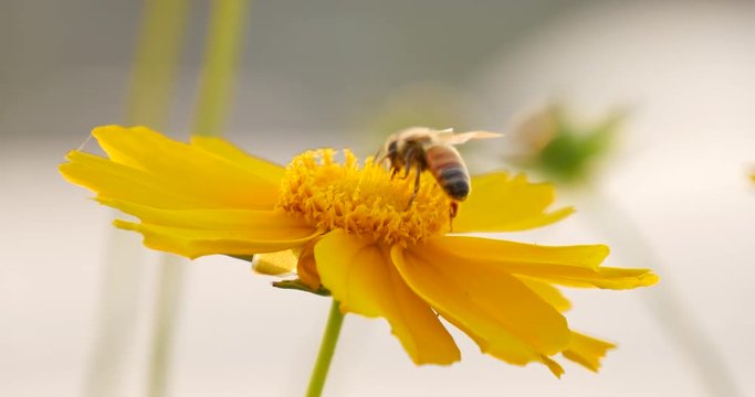 Focusing honey bee collecting nectar on flower
