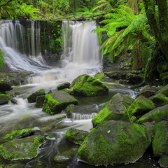 The beautiful Horseshoe Falls after heavy rain fall in Mount Field National Park, Tasmania,...