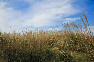 the silver grass & reeds in the field / A view of the silver grass & reeds in the field 