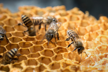 
Honey Bee on the hive in Southeast Asia.
