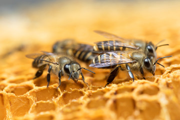 
Honey Bee on the hive in Southeast Asia.
