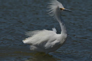 Obraz premium Snowy Egret on windy day on beach in California