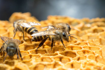 
Honey Bee on the hive in Southeast Asia.
