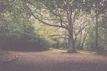 Woodland scene at the start of autumn Vintage Retro Filter.