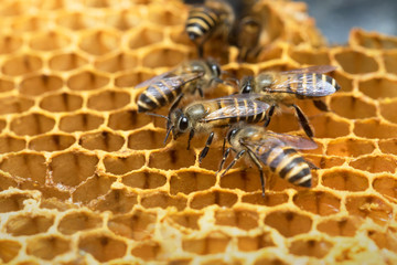 
Honey Bee on the hive in Southeast Asia.
