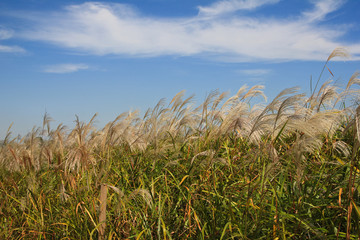 the reeds dancing in groups / A view of the reeds dancing in groups when it flutters in the wind 