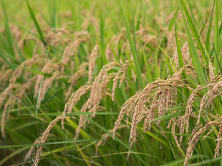 実った稲穂