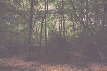 Woodland scene at the start of autumn Vintage Retro Filter.