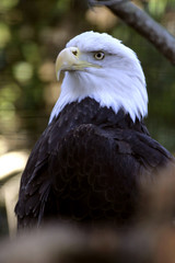 american bald eagle