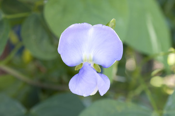 シカクマメの花（ウリズンマメの花）