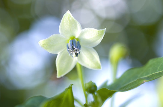 木立唐辛子 Images Browse 22 Stock Photos Vectors And Video Adobe Stock