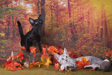 little kitten playing in the autumn forest