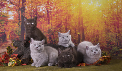 cat playing in the autumn forest