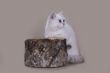 British cat silver shaded color on a tree stump on a light backg