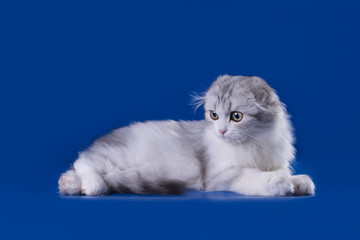 Scottish fold cat isolated on a blue background