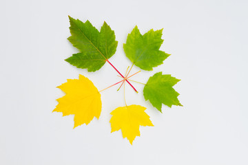 Five leaves in a circle on a white background