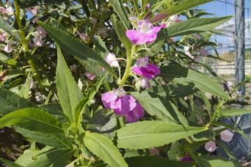 Obraz premium ホウセンカ