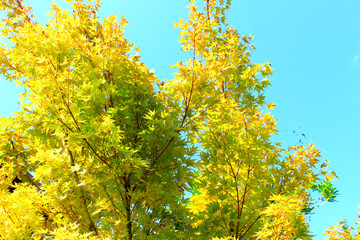 Fototapeta premium maple tree