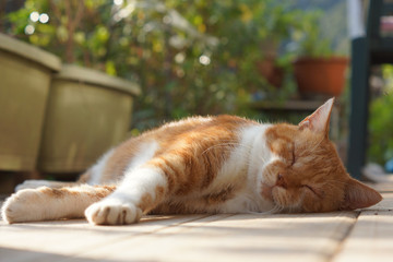 眠る茶猫
