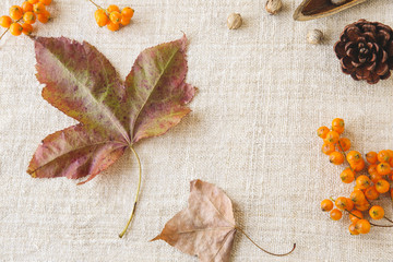 Autumn falll leaves copy space toning thanksgiving background