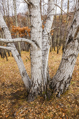 The autumn birch trees and leaves