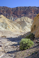 Fototapeta na wymiar golden canyon bush