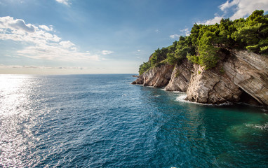 Fototapeta premium pine trees and rocks on the shore of the Adriatic Sea