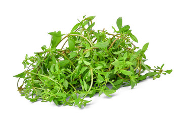 Glinus oppositifolius (L.) isolated on white