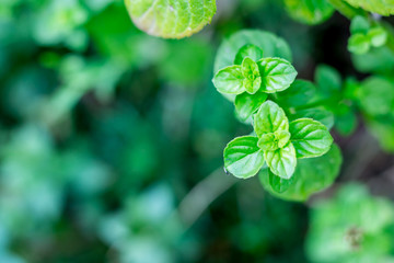 Mint and flower