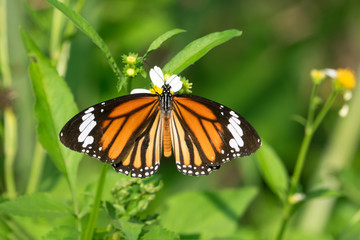 Closeup butterfly on flower (Common tiger butterfly)