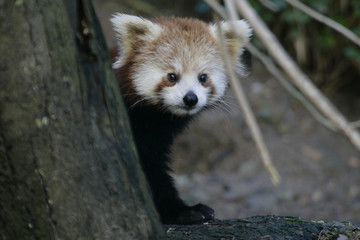 red panda