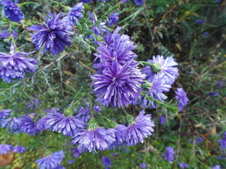 Flockenblume nach Regen