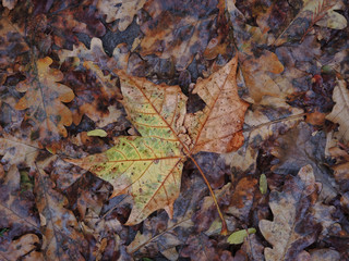 Close up of wet autumn leaves