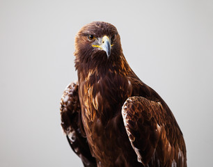 Golden Eagle on Grey Background