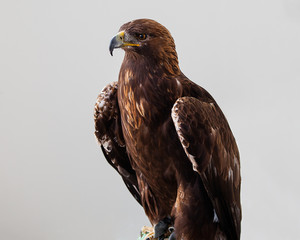 Golden Eagle on Grey Background
