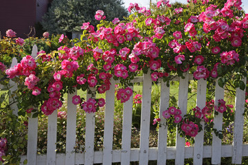 flowers on white fence