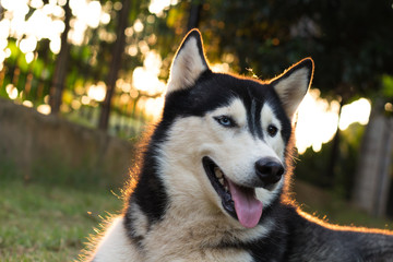 Husky dog sitting in the garden