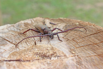 Megopis scabricornis - a longhorn beetle