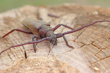 Megopis scabricornis - a longhorn beetle