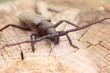 Megopis scabricornis - a longhorn beetle