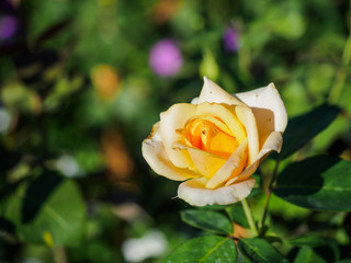 Roses with yellow petals.