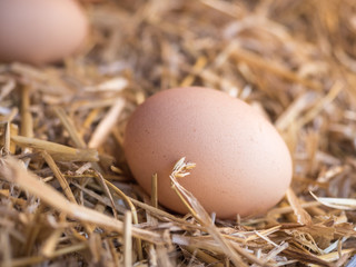 Close-up brown chicken eggs on a bed of straw