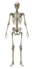 3d render of a human skeleton isolated on white background