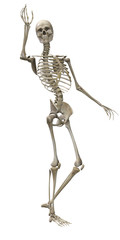 3d render of a human skeleton isolated on white background
