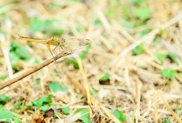 dragonfly